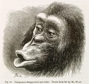 Chimpanzee. Illustration from Expression of Emotions... by Darwin K970320 Chimpanzee. Illustration from Expression of Emotions... by Darwin K970320