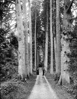 <b class=qtipBold><figcaption>Cirencester Park CC72_01273</figcaption></b><br>CIRENCESTER PARK, Gloucestershire. A couple talk on one of the paths between the Catherdal Firs. The park was laid out between 1715 and 1740, and is a good example of the Forest Style of gardening, with radiating paths in extensive woodlands. Photographed in 1883 by Henry Taunt.<br><em>© Historic England</em> Cirencester Park CC72_01273