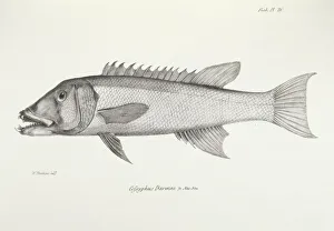 <b class=qtipBold><figcaption>Cofsyphus Darwini K030069</figcaption></b><br>DOWN HOUSE, Kent. Engraving of a fish "Cofsyphus Darwini" from "The Zoology of the Voyage of HMS Beagle, Part IV Fish". Plate XX. Edited by Charles Darwin.<br><em>© Historic England</em> Cofsyphus Darwini K030069