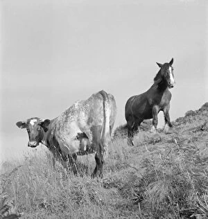Images Dated 30th August 2019: Cow and horse a079533