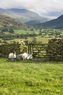 <b class=qtipBold><figcaption>Cumbrian Fells N060252</figcaption></b><br>CASTLERIGG, Cumbria. A gate in a dry stone wall with sheep drinking from a trough in the foreground. View to the Cumbrian fells beyond.<br><em>© Historic England</em> Cumbrian Fells N060252