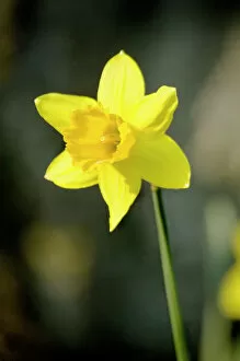 Images Dated 9th January 2008: Daffodil N070977