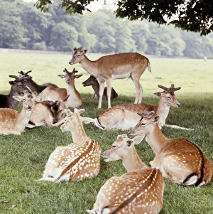 <b class=qtipBold><figcaption>Deer FF003094</figcaption></b><br>Richmond Park, Kingston Upon Thames, Greater London. A herd of fallow deer lie on the grass in the shade. Richmond Park is a royal deer park with pre 15th century origins, imparked by Charles I and improved by subsequent monarchs, Richmond Park has been a public open space since the mid 19th century.<br><em>© Historic England Archive</em> Deer FF003094