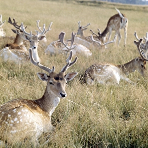 <b class=qtipBold><figcaption>Deer FF003096</figcaption></b><br>Richmond Park, Kingston Upon Thames, Greater London. A herd of fallow deer lie on the grass. Richmond Park is a royal deer park with pre 15th century origins, imparked by Charles I and improved by subsequent monarchs, Richmond Park has been a public open space since the mid 19th century.<br><em>© Historic England Archive</em> Deer FF003096