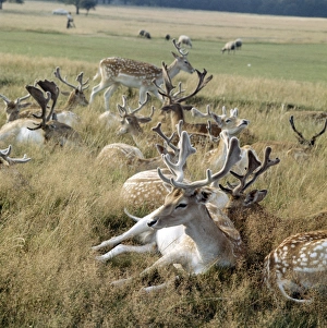 <b class=qtipBold><figcaption>Deer FF003098</figcaption></b><br>Richmond Park, Kingston Upon Thames, Greater London. A herd of fallow deer lie on the grass. Richmond Park is a royal deer park with pre 15th century origins, imparked by Charles I and improved by subsequent monarchs, Richmond Park has been a public open space since the mid 19th century.<br><em>© Historic England Archive</em> Deer FF003098