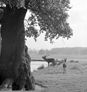 Richmond Gallery: Deer in Richmond Park a064115