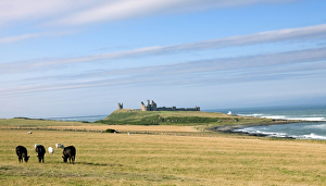 <b class=qtipBold><figcaption>Dunstanburgh Castle N060220</figcaption></b><br>DUNSTANBURGH CASTLE, Northumberland. Castle and coast from the south. Cows and sheep grazing.<br><em>© Historic England</em> Dunstanburgh Castle N060220