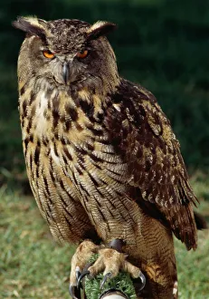 <b class=qtipBold><figcaption>Eagle Owl M040222</figcaption></b><br>Falconry. Eagle Owl.<br><em>© Historic England</em> Eagle Owl M040222
