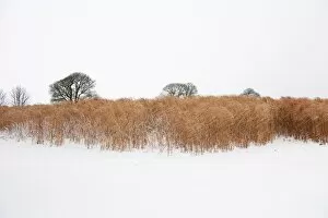 Images Dated 13th January 2010: Elephant grass in snow N100016