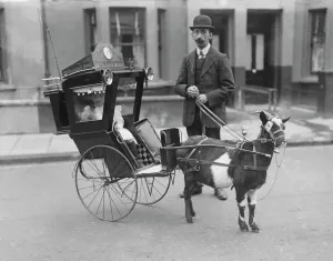 Prints of A goat-drawn carriage for children, somewhere in London. We don t know why, when or where the photograph was taken, nor the identities of the man and little girl Historic Images 1920s To 1940s Prints: Print of a goat-drawn carriage, London