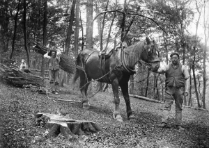 Photos Of Edwardian England Prints: Print of a forestry scene with Mr Smith and horse team hauling brushwood
