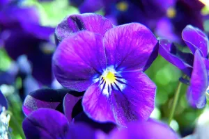 Prints of BRODSWORTH HALL, South Yorkshire. Detail of violets in the formal garden flowerbeds South Yorkshire Prints: Violets in Formal Garden Print N100281
