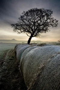 Prints of ROSEBERRY TOPPING, North Yorkshire / Cleveland. View across Morton Carr towards Roseberry Topping on the horizon with hay bales and tree on a frosty, misty winter morning. Sunrise Cleveland Prints: Roseberry Topping Print, a winter morning landscape