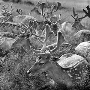 Images Dated 13th October 2008: Fallow deer a064455
