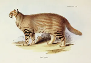 <b class=qtipBold><figcaption>Felis Pajeros K030076</figcaption></b><br>DOWN HOUSE, Kent. Coloured engraving of a Pampas Cat "Felis Pajeros" from "The Zoology of the Voyage of HMS Beagle, Part II Mammalia". Plate IX. Edited by Charles Darwin.<br><em>© Historic England</em> Felis Pajeros K030076