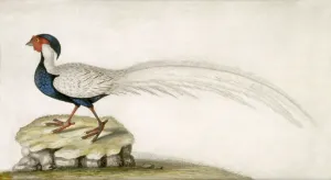 Prints of MARBLE HILL HOUSE, Middlesex. Lazenby Bequest - one of four bird pictures - species of pheasant Middlesex Prints: Marble Hill House Pheasant Print