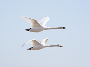 <b class=qtipBold><figcaption>Flying swans DP174915</figcaption></b><br>Two swans in flight.<br><em>© Historic England Archive</em> Flying swans DP174915