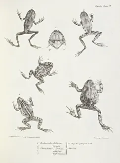 <b class=qtipBold><figcaption>Frogs K030073</figcaption></b><br>DOWN HOUSE, Kent. Engraving of frogs including "Pleurodema Darwinii" from "The Zoology of the Voyage of HMS Beagle, Part V Reptiles". Plate XVII. Edited by Charles Darwin.<br><em>© Historic England</em> Frogs K030073