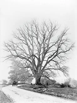 Images Dated 7th June 2011: The Fyfield Elm CC73_00468