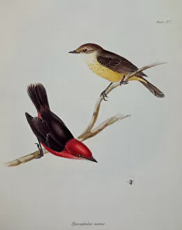 Bird Collection: Galapagos finch J970104