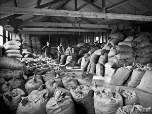 <b class=qtipBold><figcaption>Goods shed, Ulverston CC80_00077</figcaption></b><br>Ulverston Goods Station, Prince's Street, Ulverston, Cumbria. Men moving sacks of dairy meal in a depot used by the Furness and South Cumberland Supply Association. Photographed in 1927 for the London, Midland and Scottish Railway.<br><em>© Historic England</em> Goods shed, Ulverston CC80_00077