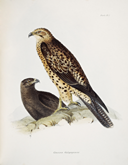 <b class=qtipBold><figcaption>Graxirex Galapagoensis J970102</figcaption></b><br>DOWN HOUSE, Kent. Plate 2 from "The Zoology of the Voyage of HMS Beagle Part III Birds" Hawk. Bird of prey.<br><em>© Historic England Archive</em> Graxirex Galapagoensis J970102