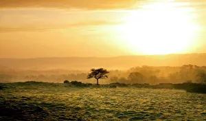 <b class=qtipBold><figcaption>Hadrian's Wall N070323</figcaption></b><br>HADRIAN'S WALL, Northumberland. View of an isolated tree along the line of the vallum, at sunset. hadrian<br><em>© Historic England</em> Hadrian's Wall N070323