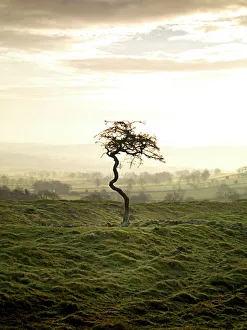 <b class=qtipBold><figcaption>Hadrian's Wall N070326</figcaption></b><br>HADRIAN'S WALL, Northumberland. View of an isolated tree along the line of the vallum, at sunset. hadrian<br><em>© Historic England</em> Hadrian's Wall N070326