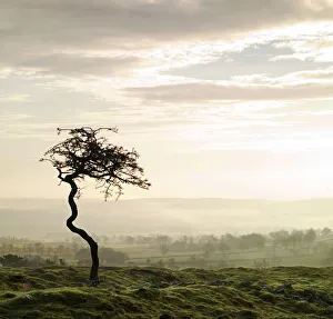 <b class=qtipBold><figcaption>Hadrian's Wall N070327</figcaption></b><br>HADRIAN'S WALL, Northumberland. View of an isolated tree along the line of the vallum, at sunset. hadrian<br><em>© Historic England</em> Hadrian's Wall N070327