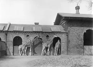 Print of the Giraffe House, Regents Park, London