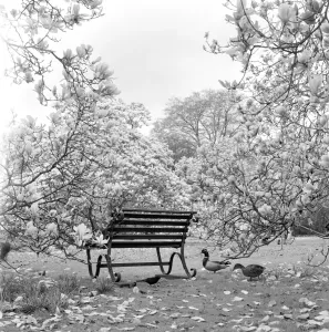 Print of a bench in Kew Gardens surrounded by magnolias and wildlife