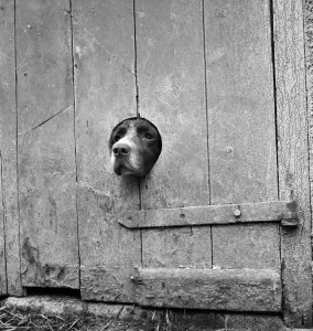 Prints of A springer spaniel peering out from a small circular hole cut into the wooden plank door of a barn or similar agricultural outbuilding Iconic Photographers of England - Historic Image Collections: Cornish Springer Spaniel Peering from a Barn Door Print