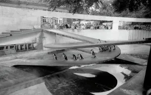 Prints of Penguin Pool, Zoological Gardens, Regents Park, London. The pool was designed in the Modernist style by the Tecton architectural firm and was built in 1934. Photographed by Eric de Mare around 1965 United Kingdom Prints: Print of the Modernist Penguin Pool in London's Regent's Park