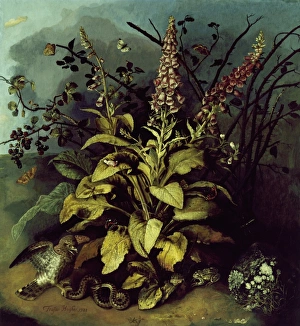 <b class=qtipBold><figcaption>Hughes - Still Life J970161</figcaption></b><br>DOWN HOUSE, Kent. "Still Life" (1723) by Trajan HUGHES.<br><em>© Historic England</em> Hughes - Still Life J970161