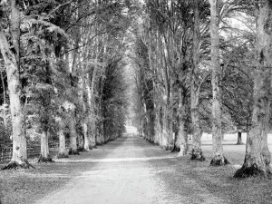 Henry Taunt Collection (1860-1922) Prints: Print of Dames Avenue, Highclere Castle