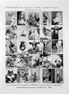 Print of Animal Montage, November 1970