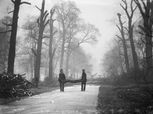 Kensington Gardens Prints: Tree Surgery Print, Kensington Gardens