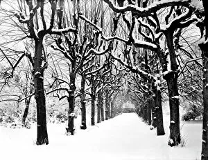 The 1890s Collection: Lime Walk in the snow CC54_00329