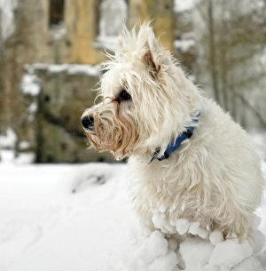 <b class=qtipBold><figcaption>Minster Lovell Hall N070395</figcaption></b><br>MINSTER LOVELL HALL, Oxfordshire. View of Manor House with dog and snow.<br><em>© Historic England</em> Minster Lovell Hall N070395