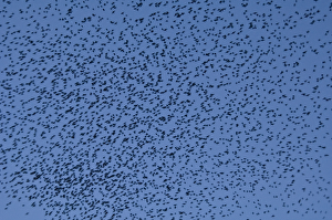 <b class=qtipBold><figcaption>Murmuration of Starlings DP077066</figcaption></b><br>Starlings flocking at dusk. Seen over Gloucester Docks, Gloucestershire, 2009.<br><em>© Historic England Archive</em> Murmuration of Starlings DP077066