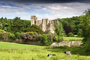 <b class=qtipBold><figcaption>Old Wardour Castle N090397</figcaption></b><br>OLD WARDOUR CASTLE, Wiltshire. General view with cows. Built in the late 14th century by John Lord Lovel, updated by the Arundell family after c.1570, the castle saw much fighting during the Civil War and the 'romantic ruin' was later incorporated into the 18th century garden landscape of New Wardour House.<br><em>© Historic England</em> Old Wardour Castle N090397