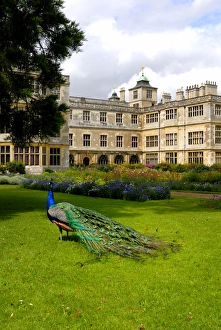 <b class=qtipBold><figcaption>Peacock at Audley End N071334</figcaption></b><br>AUDLEY END HOUSE AND GARDENS, Essex. The East front and parterre garden with a peacock.<br><em>© Historic England</em> Peacock at Audley End N071334
