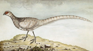 <b class=qtipBold><figcaption>Pheasant M981008</figcaption></b><br>MARBLE HILL HOUSE, Middlesex. Lazenby Bequest - one of four bird pictures - species of pheasant.<br><em>© Historic England Photo LIbrary</em> Pheasant M981008