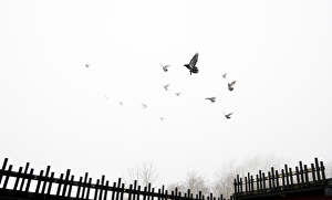 <b class=qtipBold><figcaption>Pigeons DP092361</figcaption></b><br>Pigeon crees, Old Durham Road, Wrekenton. Pigeons flying into the mist. Played on Tyne and Wear.<br><em>© Historic England</em> Pigeons DP092361