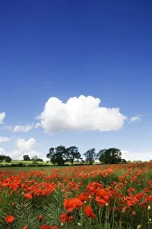 Images Dated 20th June 2007: Poppy field N071386