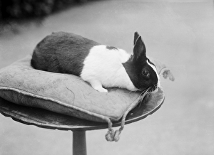 <b class=qtipBold><figcaption>Rabbit on a cushion BB98_01878</figcaption></b><br>A rabbit on a cushion. Photographed in 1904 in Byfield, Northamptonshire by Alfred Newton and Sons.<br><em>© Historic England Archive</em> Rabbit on a cushion BB98_01878