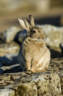 <b class=qtipBold><figcaption>Rabbit N071093</figcaption></b><br>HADRIAN'S WALL: HOUSESTEADS FORT, Northumberland. View of a wild rabbit perched on the wall. hadrian<br><em>© Historic England</em> Rabbit N071093