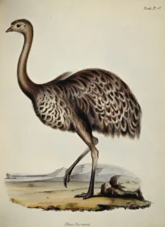 <b class=qtipBold><figcaption>Rhea Darwinii J970109</figcaption></b><br>DOWN HOUSE, Kent. Coloured engraving of an ostrich "Rhea Darwinii" from "The Zoology of the Voyage of HMS Beagle, Part III Birds". Plate XLVII. Edited by Charles Darwin.<br><em>© Historic England</em> Rhea Darwinii J970109