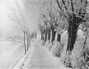 <b class=qtipBold><figcaption>Rime frost CC73_00401</figcaption></b><br>Port Meadow, Oxford. The lower walk along the River Thames, with the trees and bushes covered in rime frost. Photographed by Henry W Taunt in 1880.<br><em>© Historic England Archive</em> Rime frost CC73_00401