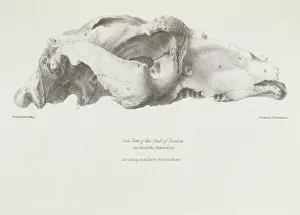 <b class=qtipBold><figcaption>Skull of Toxodon K030053</figcaption></b><br>DOWN HOUSE, Kent. "Side View of the Skull of Toxodon" engraving from "The Zoology of the Voyage of HMS Beagle, Part I Fossil Mammalia". Plate II. Edited by Charles Darwin.<br><em>© Historic England</em> Skull of Toxodon K030053